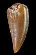 Serrated, Raptor Tooth - Morocco #72630-1